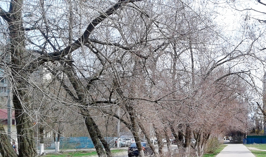 Волгоградцы внесли в список достопримечательностей города висячие пни. Видео